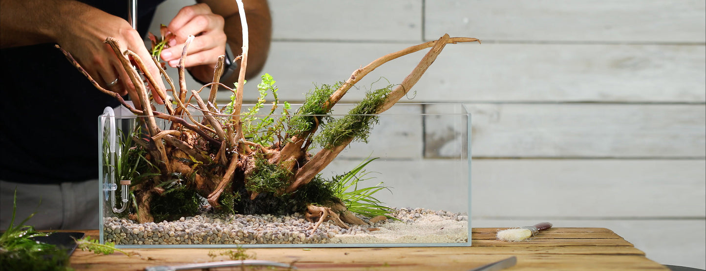 Your Home Of Aquascaping In Australia