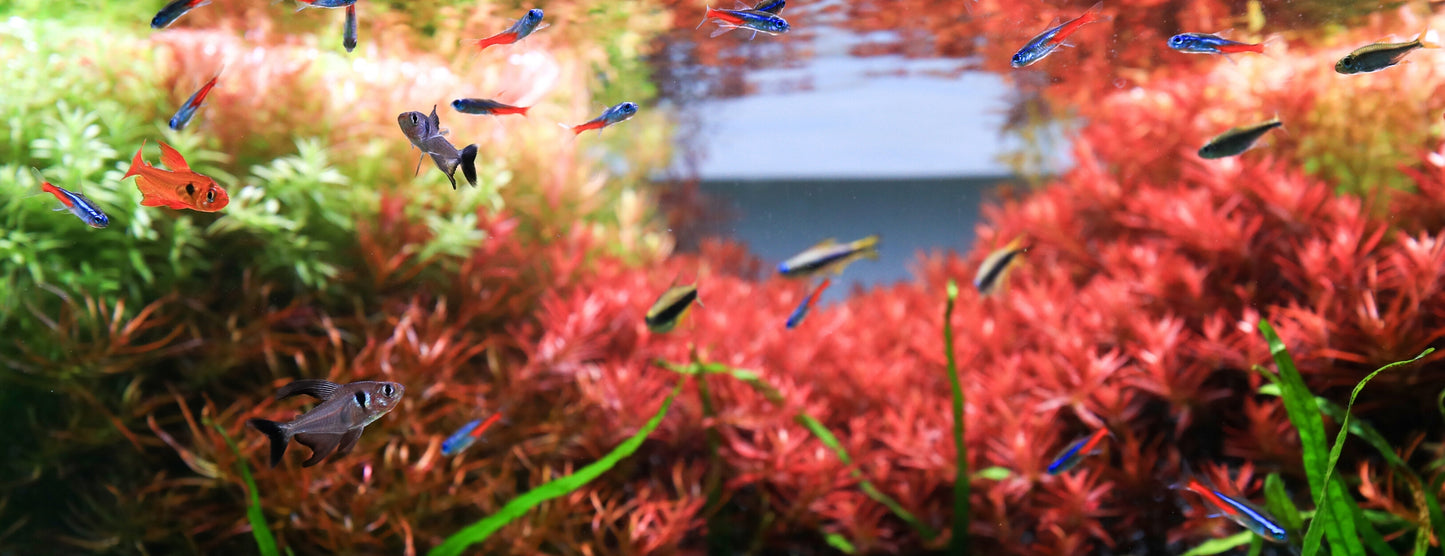 Twinstar Lighting Australia