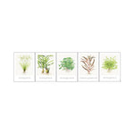 Tropica Art Cards x 5 Inc. Cyperus