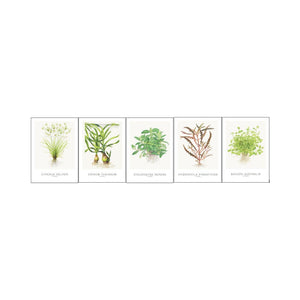 Tropica Art Cards x 5 Inc. Cyperus