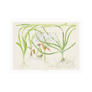 Tropica Art Poster Crinum